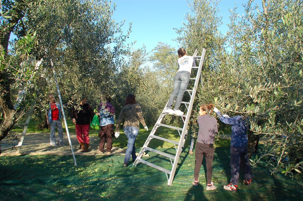 Il Podere Di Giustina Βίλα Montecarlo Εξωτερικό φωτογραφία